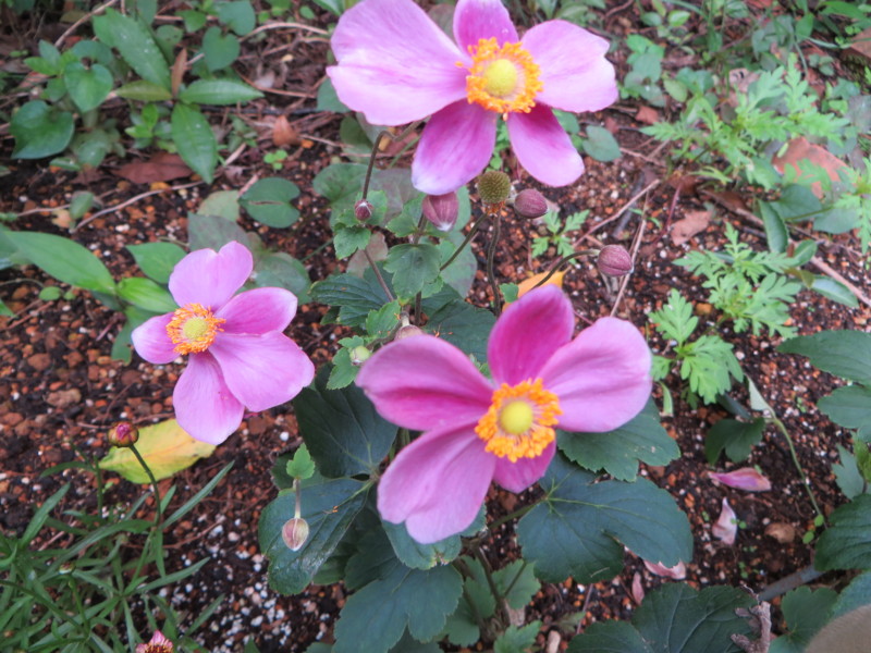 f:id:sasameyuki47:20131002091810j:image:w360 f:id:sasameyuki47:20131002091810j:image:w360