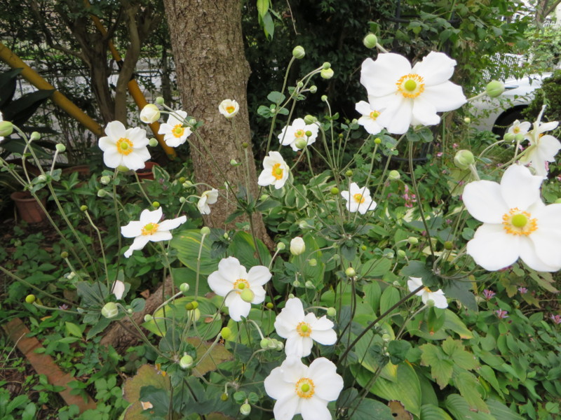 f:id:sasameyuki47:20131002092044j:image:w360 f:id:sasameyuki47:20131002092044j:image:w360