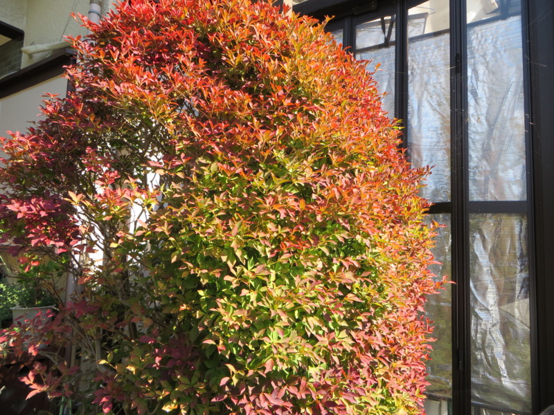 f:id:sasameyuki47:20131027115638j:image:w360