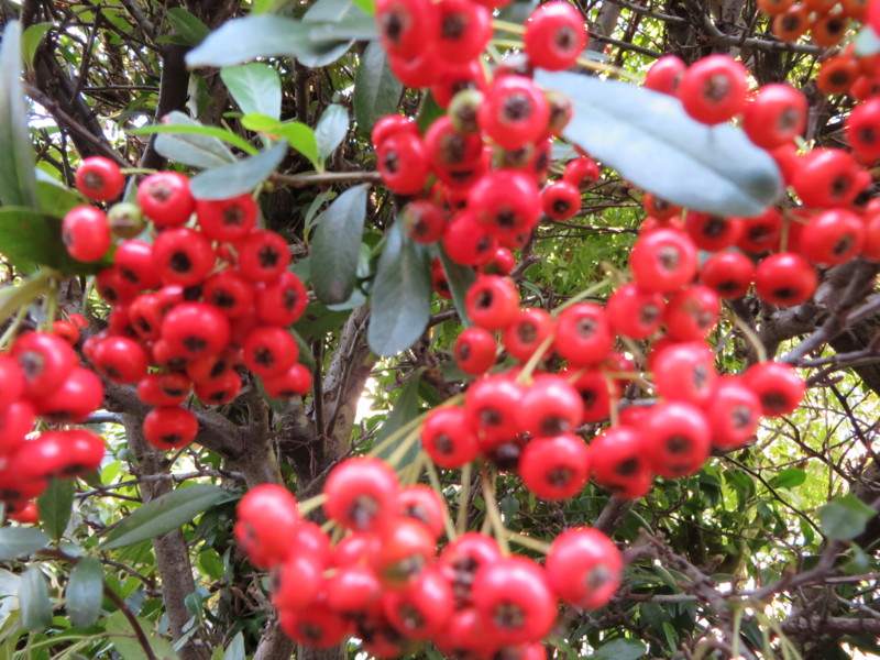 f:id:sasameyuki47:20131027115658j:image:w360