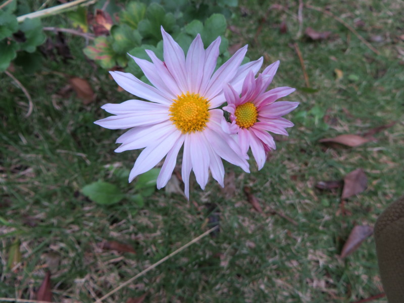 f:id:sasameyuki47:20131102074802j:image:w360 f:id:sasameyuki47:20131102074802j:image:w360