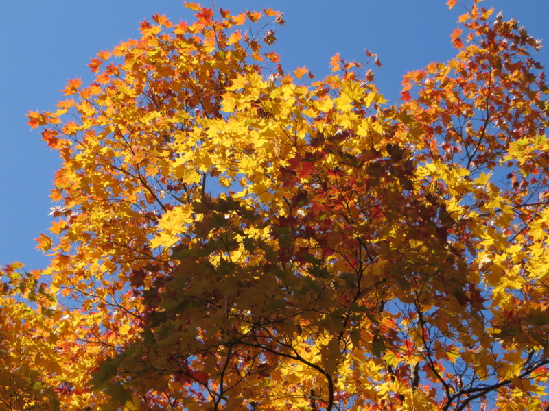 f:id:sasameyuki47:20131105100616j:image:w360 f:id:sasameyuki47:20131105100616j:image:w360