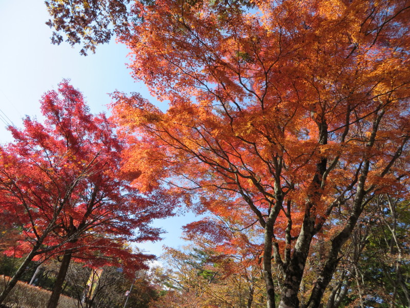 f:id:sasameyuki47:20131105103044j:image:w360 f:id:sasameyuki47:20131105103044j:image:w360