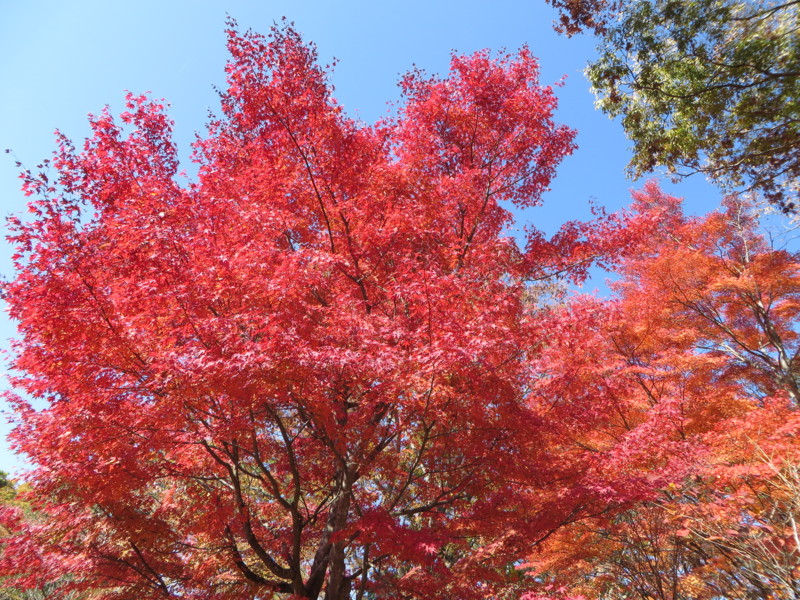 f:id:sasameyuki47:20131105103132j:image:w360 f:id:sasameyuki47:20131105103132j:image:w360