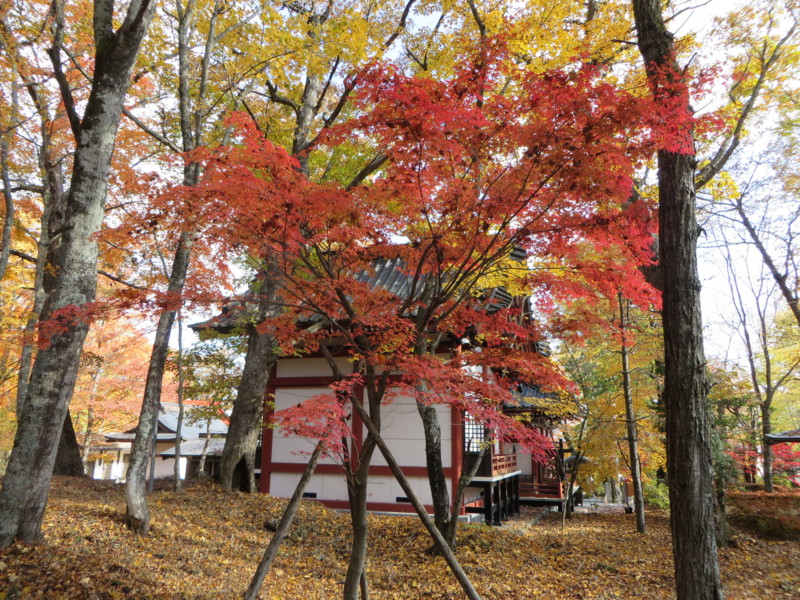 f:id:sasameyuki47:20131105131212j:image:w360 f:id:sasameyuki47:20131105131212j:image:w360