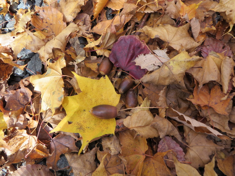 f:id:sasameyuki47:20131105132214j:image:w360 f:id:sasameyuki47:20131105132214j:image:w360
