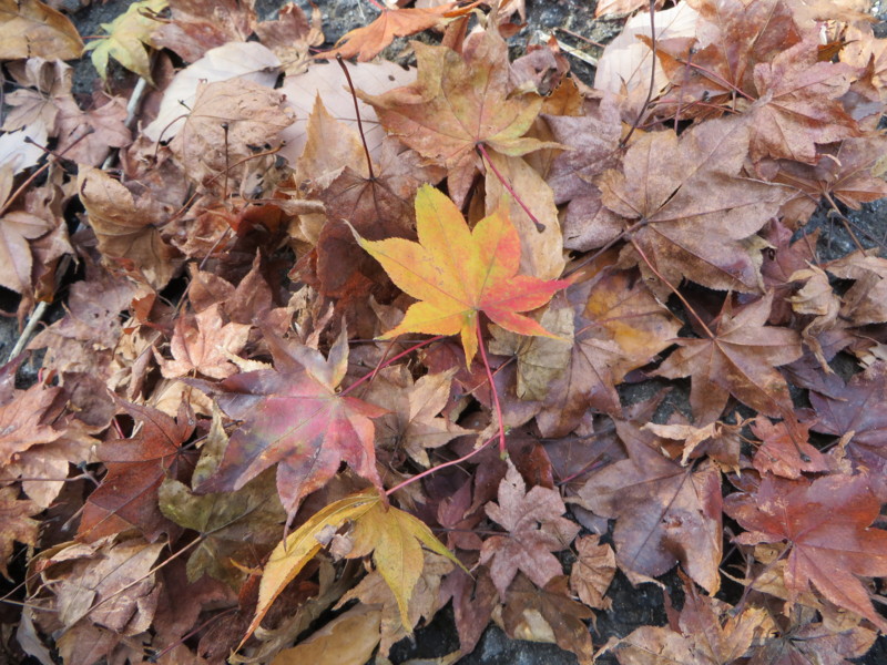 f:id:sasameyuki47:20131105132502j:image:w360 f:id:sasameyuki47:20131105132502j:image:w360