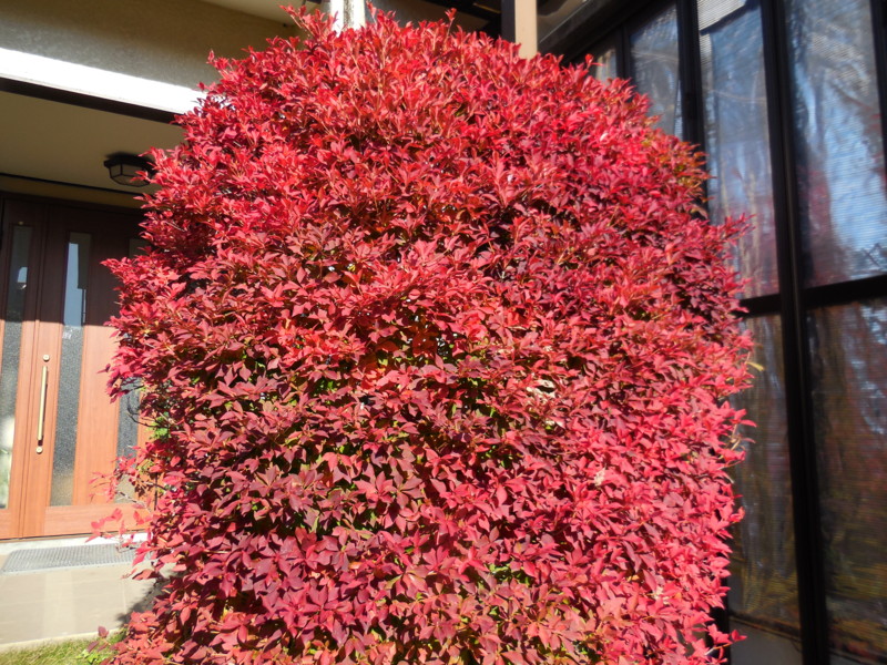 f:id:sasameyuki47:20131118130134j:image:w360