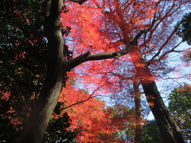 f:id:sasameyuki47:20131129134152j:image:w640