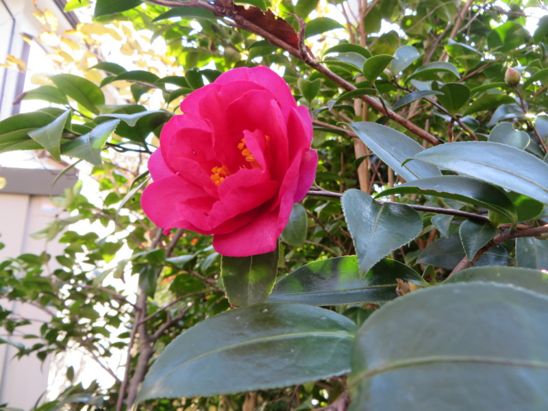 f:id:sasameyuki47:20131203093518j:image:w360