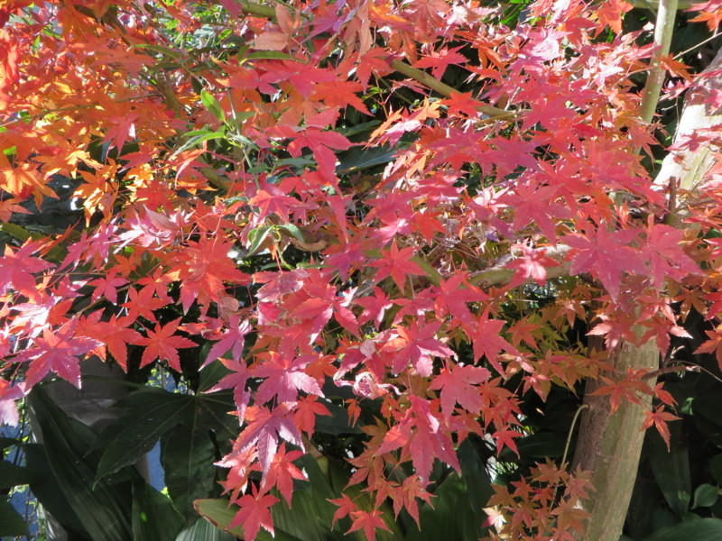 f:id:sasameyuki47:20131205095731j:image:w360