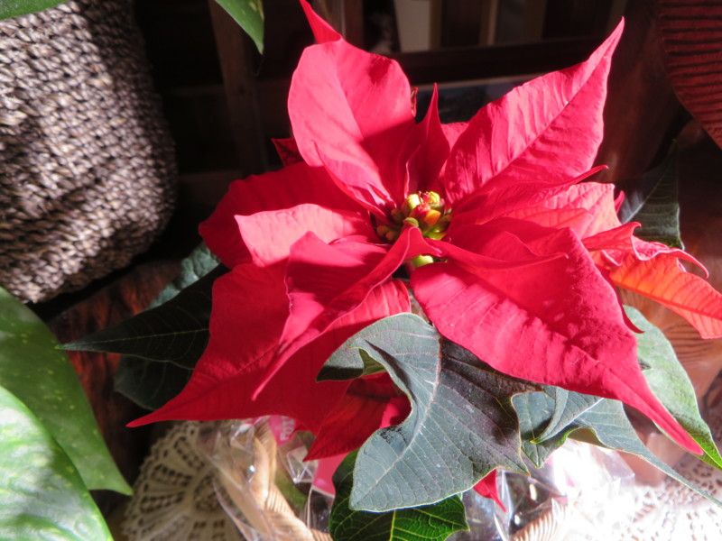 f:id:sasameyuki47:20131212141857j:image:w360