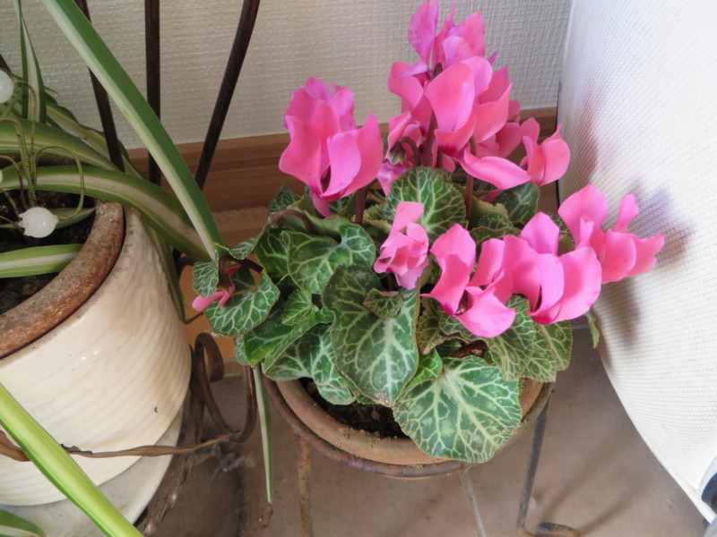 f:id:sasameyuki47:20131212141907j:image:w360