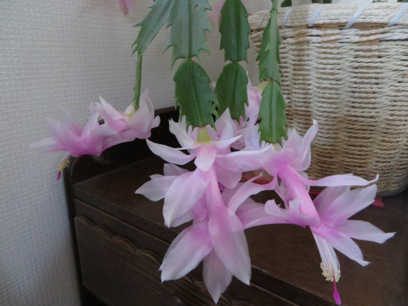 f:id:sasameyuki47:20131213095334j:image:w360 f:id:sasameyuki47:20131213095334j:image:w360