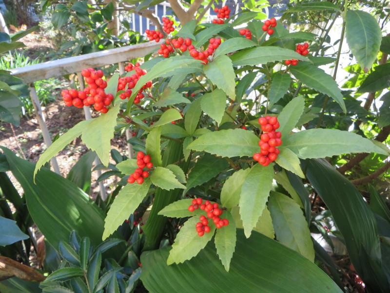 f:id:sasameyuki47:20131215114919j:image:w360 f:id:sasameyuki47:20131215114919j:image:w360