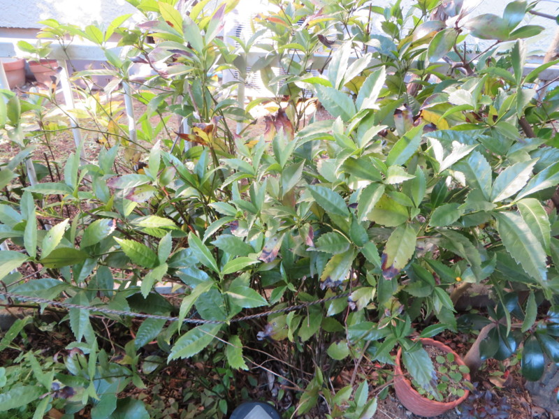 f:id:sasameyuki47:20131231094009j:image:w360 f:id:sasameyuki47:20131231094009j:image:w360