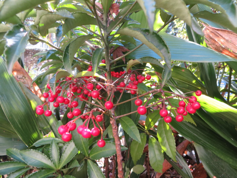f:id:sasameyuki47:20131231095146j:image:w360 f:id:sasameyuki47:20131231095146j:image:w360