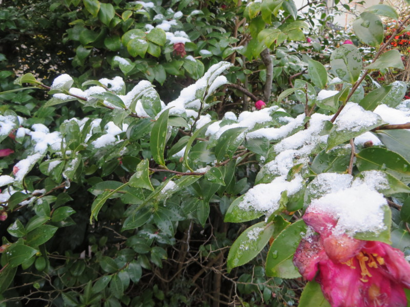 f:id:sasameyuki47:20140110073912j:image:w360 f:id:sasameyuki47:20140110073912j:image:w360