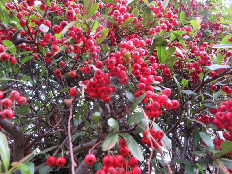 f:id:sasameyuki47:20140114095442j:image:w360