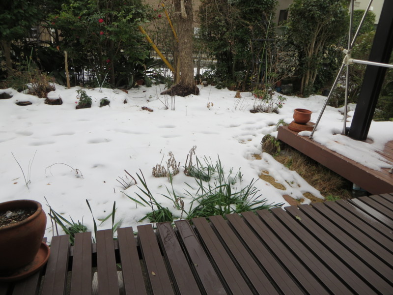 f:id:sasameyuki47:20140211090232j:image:w360 f:id:sasameyuki47:20140211090232j:image:w360