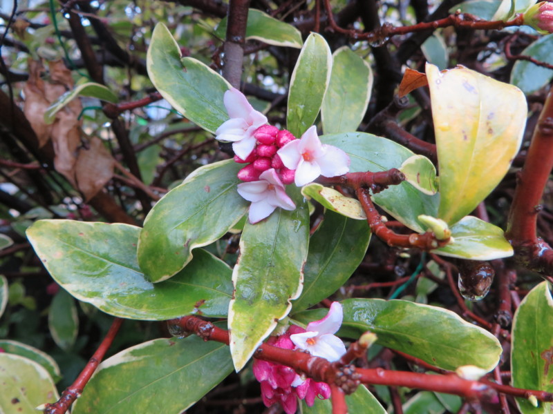 f:id:sasameyuki47:20140302101528j:image:w360 f:id:sasameyuki47:20140302101528j:image:w360