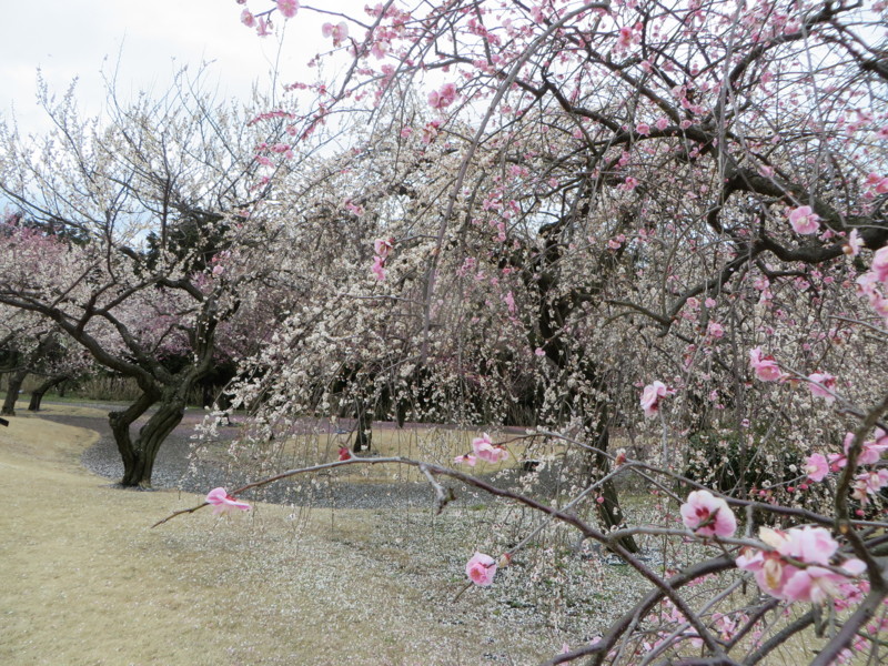 f:id:sasameyuki47:20140303123731j:image:w640 f:id:sasameyuki47:20140303123731j:image:w640