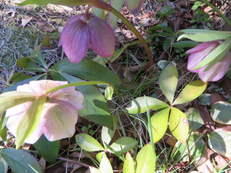 f:id:sasameyuki47:20140311091821j:image:w360 f:id:sasameyuki47:20140311091821j:image:w360