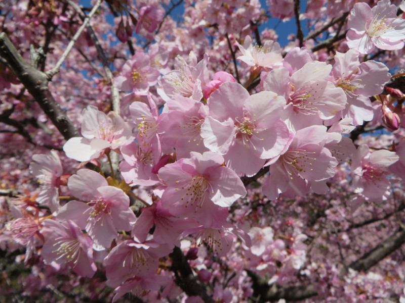f:id:sasameyuki47:20140311115222j:image:w360 f:id:sasameyuki47:20140311115222j:image:w360