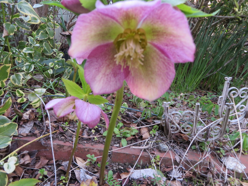 f:id:sasameyuki47:20140317155235j:image:w360 f:id:sasameyuki47:20140317155235j:image:w360