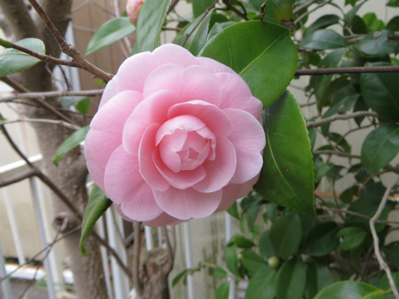 f:id:sasameyuki47:20140319093034j:image:w360 f:id:sasameyuki47:20140319093034j:image:w360