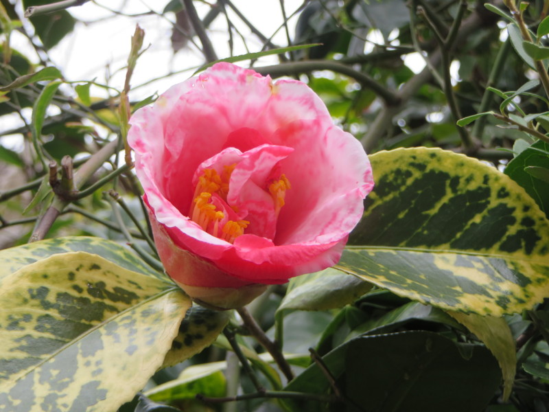 f:id:sasameyuki47:20140319093152j:image:w360 f:id:sasameyuki47:20140319093152j:image:w360