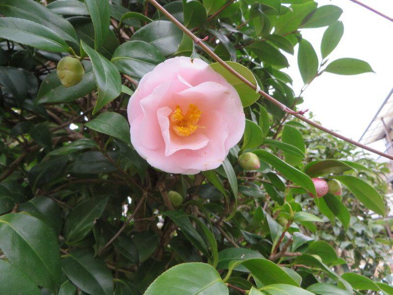 f:id:sasameyuki47:20140319093300j:image:w360 f:id:sasameyuki47:20140319093300j:image:w360