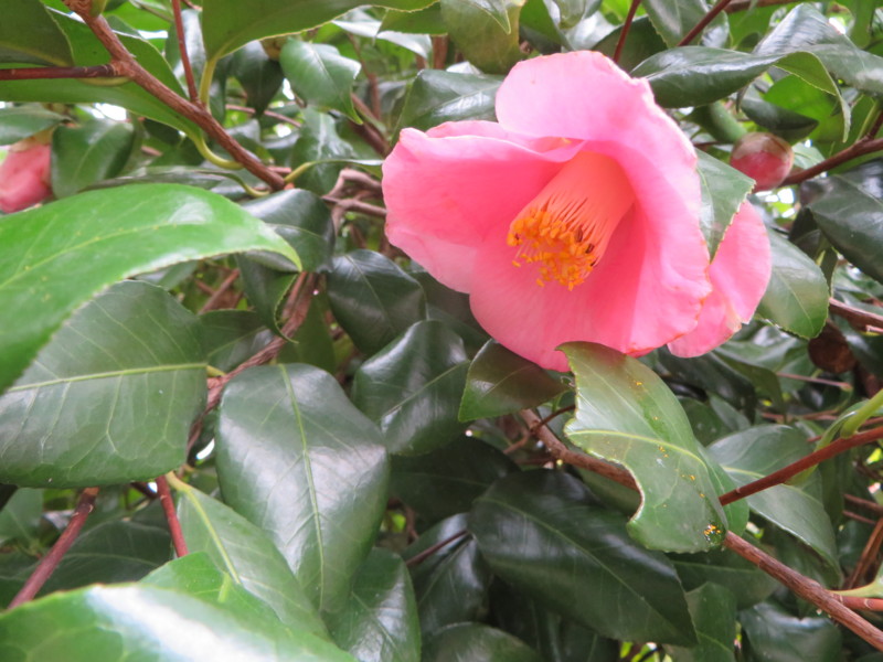 f:id:sasameyuki47:20140319093441j:image:w360 f:id:sasameyuki47:20140319093441j:image:w360
