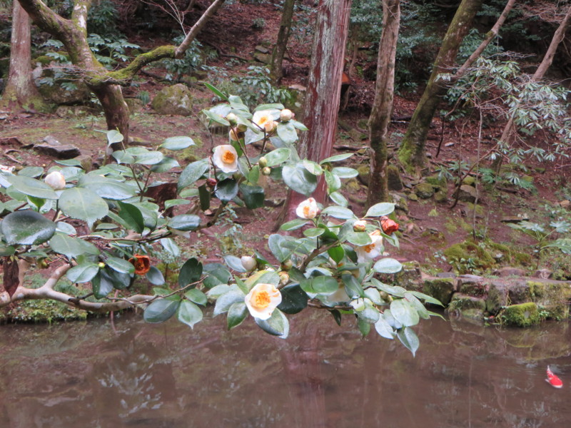 f:id:sasameyuki47:20140327100443j:image:w360 f:id:sasameyuki47:20140327100443j:image:w360