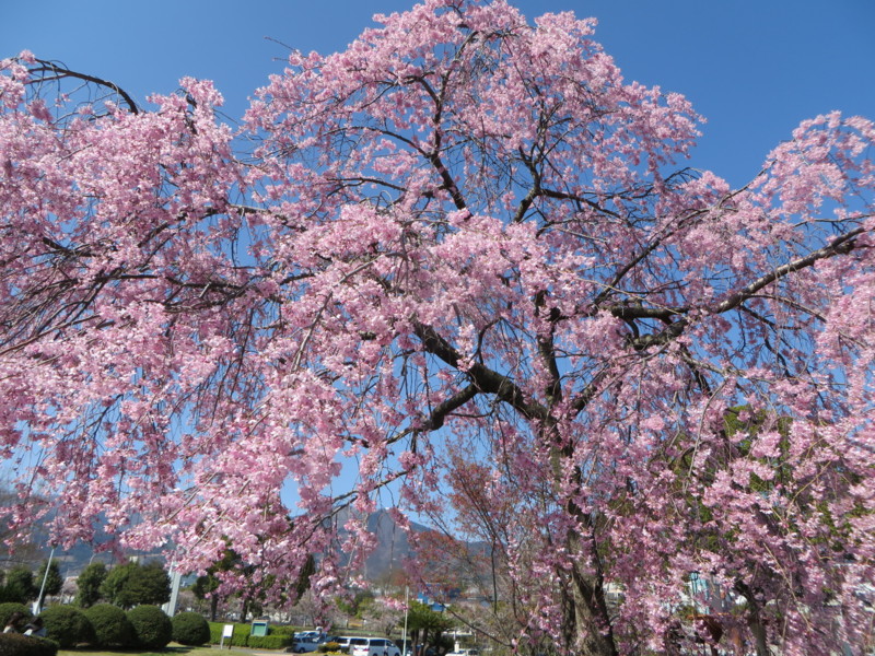 f:id:sasameyuki47:20140331135854j:image:w360 f:id:sasameyuki47:20140331135854j:image:w360