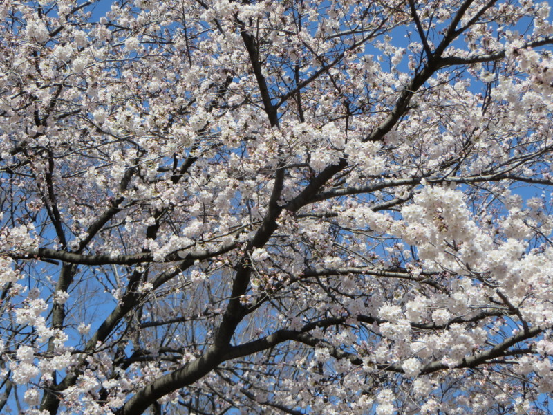 f:id:sasameyuki47:20140331141349j:image:w360 f:id:sasameyuki47:20140331141349j:image:w360