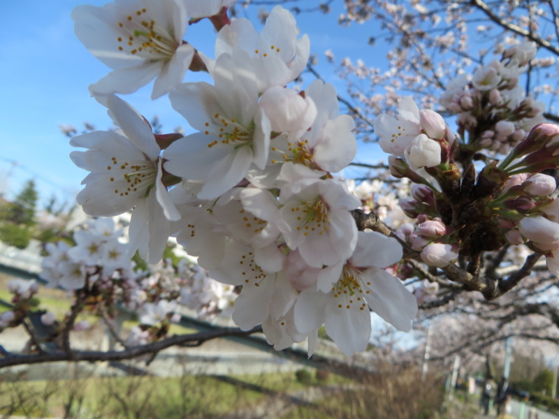 f:id:sasameyuki47:20140331142005j:image:w360 f:id:sasameyuki47:20140331142005j:image:w360