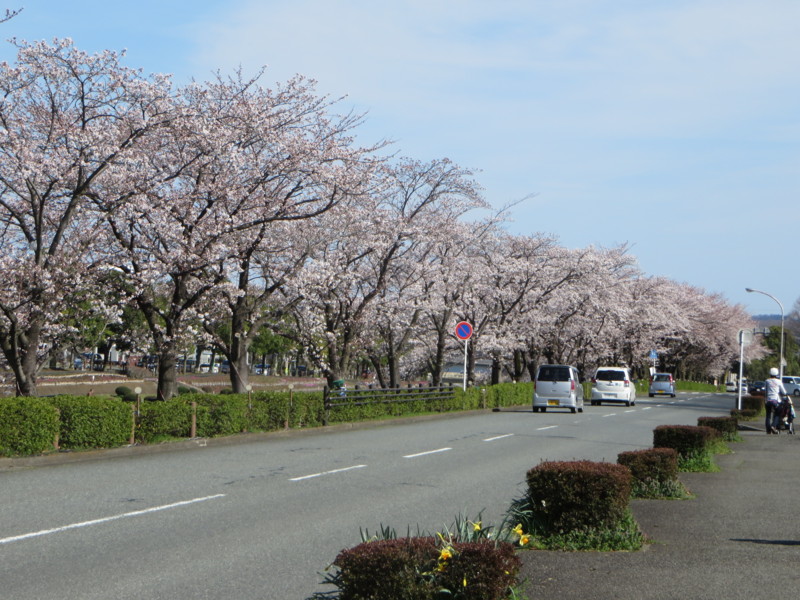 f:id:sasameyuki47:20140331142509j:image:w360 f:id:sasameyuki47:20140331142509j:image:w360
