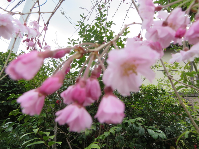 f:id:sasameyuki47:20140402130219j:image:w360 f:id:sasameyuki47:20140402130219j:image:w360