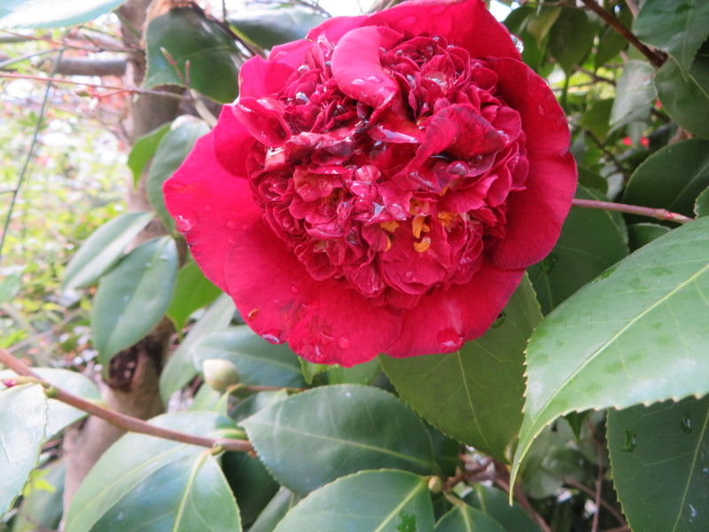 f:id:sasameyuki47:20140404100714j:image:w360 f:id:sasameyuki47:20140404100714j:image:w360