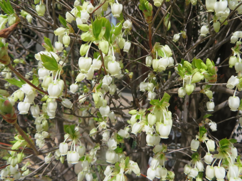 f:id:sasameyuki47:20140405123540j:image:w640 f:id:sasameyuki47:20140405123540j:image:w640