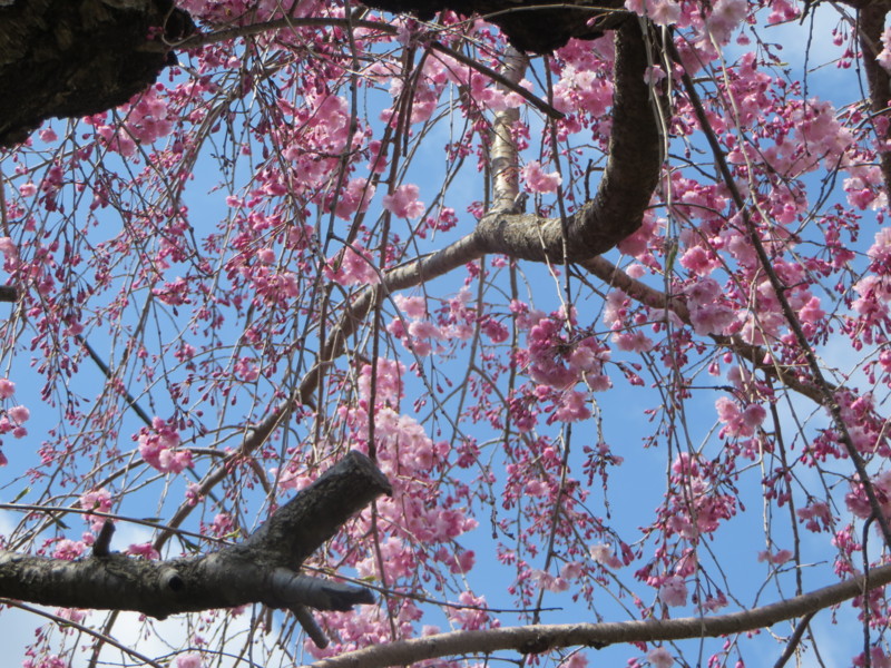 f:id:sasameyuki47:20140406101820j:image:w360 f:id:sasameyuki47:20140406101820j:image:w360