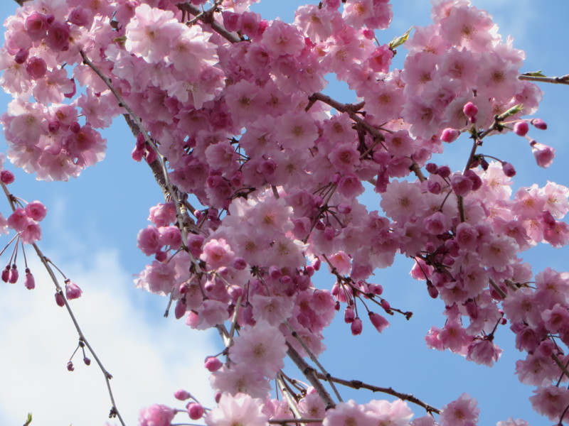 f:id:sasameyuki47:20140406101831j:image:w640 f:id:sasameyuki47:20140406101831j:image:w640
