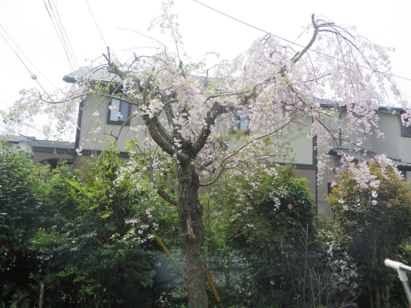 f:id:sasameyuki47:20140416115015j:image:w360 f:id:sasameyuki47:20140416115015j:image:w360