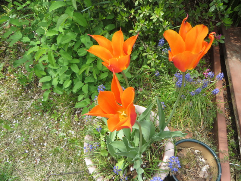 f:id:sasameyuki47:20140416115122j:image:w360 f:id:sasameyuki47:20140416115122j:image:w360