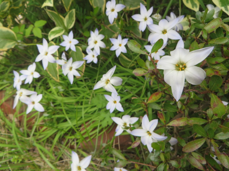 f:id:sasameyuki47:20140416115200j:image:w360 f:id:sasameyuki47:20140416115200j:image:w360
