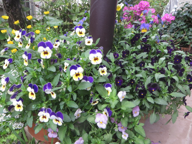 f:id:sasameyuki47:20140422090158j:image:w360 f:id:sasameyuki47:20140422090158j:image:w360
