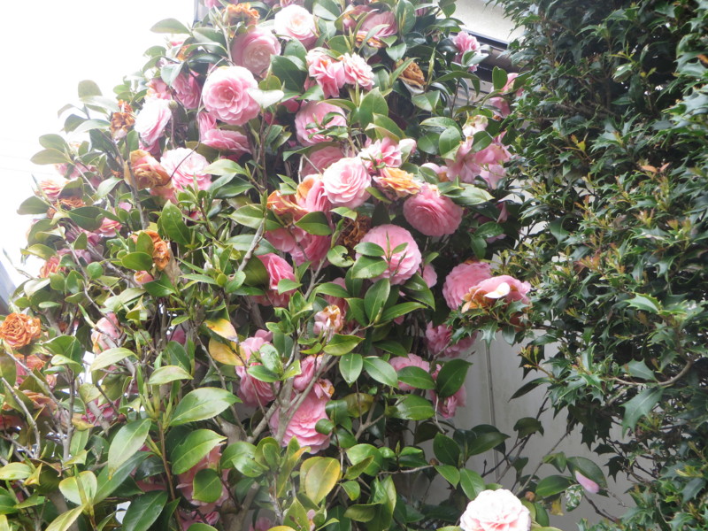 f:id:sasameyuki47:20140422090236j:image:w360 f:id:sasameyuki47:20140422090236j:image:w360