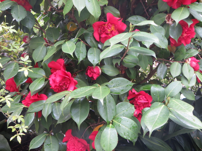f:id:sasameyuki47:20140422090308j:image:w360 f:id:sasameyuki47:20140422090308j:image:w360