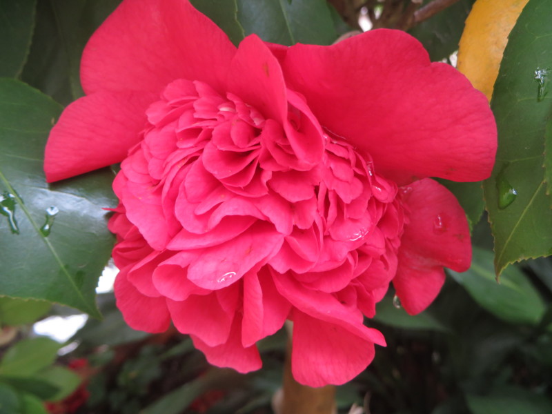 f:id:sasameyuki47:20140422090323j:image:w360 f:id:sasameyuki47:20140422090323j:image:w360